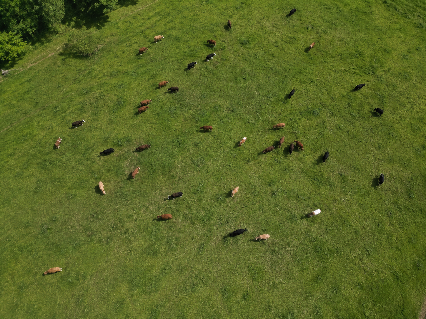 Aerial drone view of cattle spread across a pasture