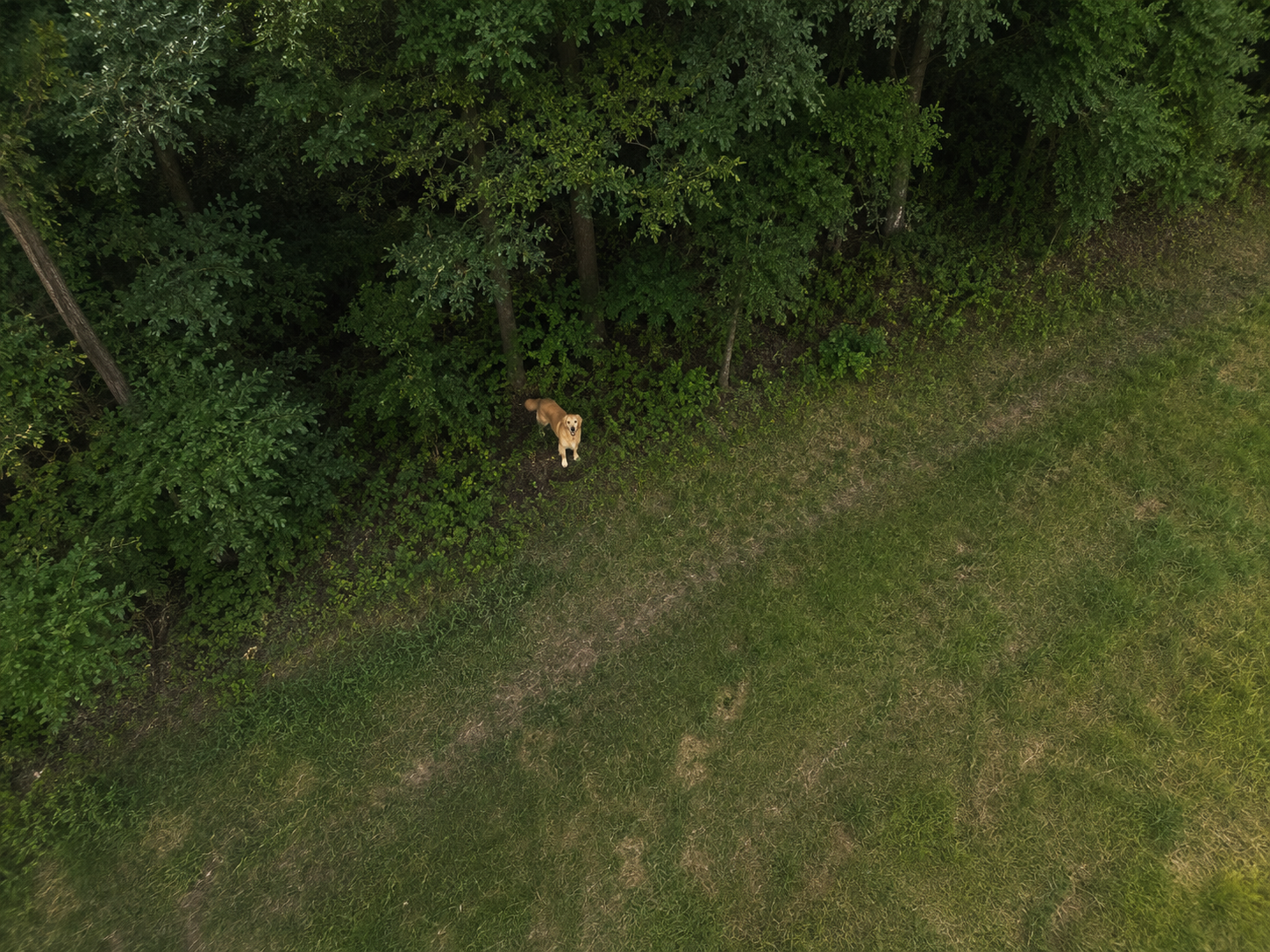 Aerial drone view of a lost dog near the edge of the woods