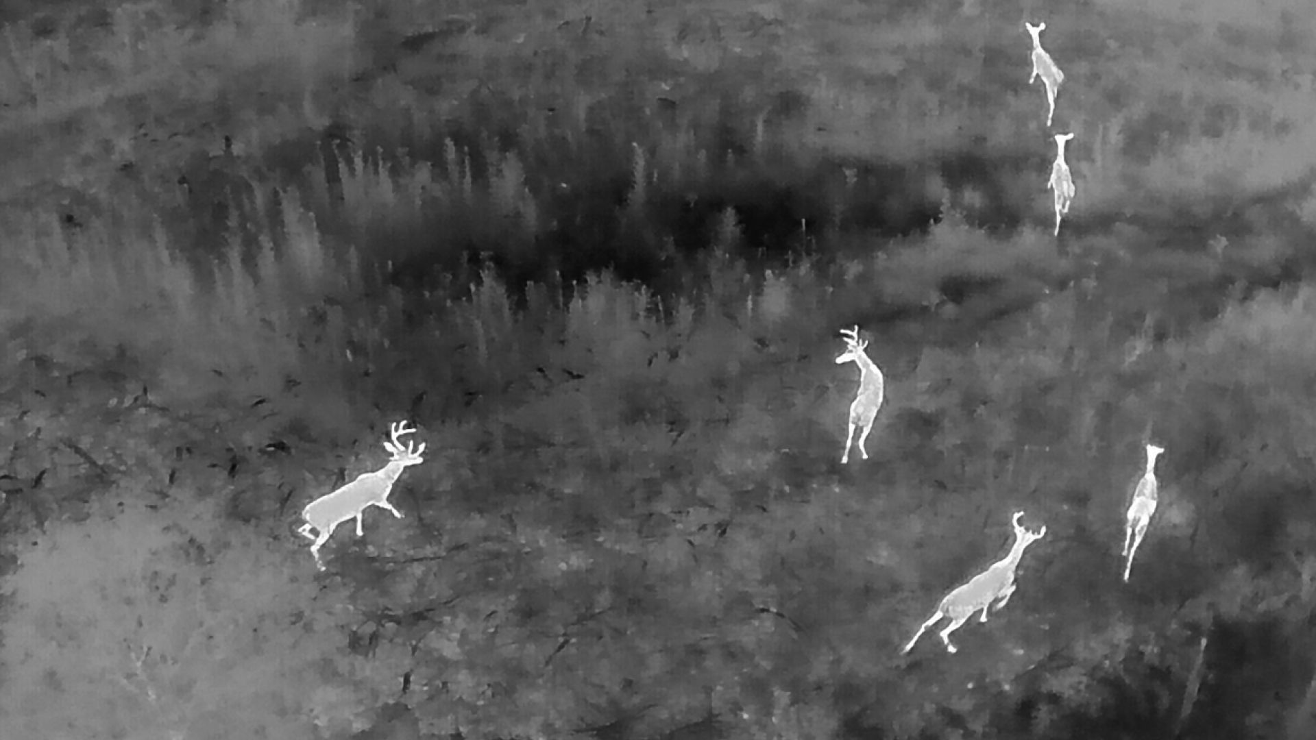 Thermal aerial view of deer in a field